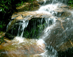 Fern in Waterfall - Doi Suthep