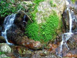 Pogonatherum paniceum in Waterfall - Koh Samui