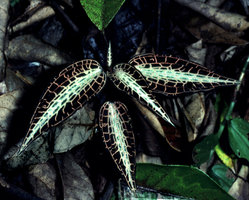 Goodyera cf. rostellata  -  Sumatra