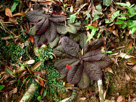 Ardisia primulifolia - Hong Kong