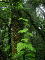 Davallia perdurans (= Araiostegia faberiana), epiphytic - Doi Inthanon Thailand