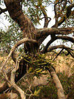 Calyptrochilum christyanum, epiphyte Orchid in Mali