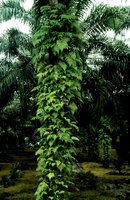Ferns on Elaeis, Malaysia