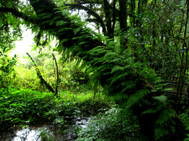Davallia perdurans (= Araiostegia faberiana), epiphytic, covering a mossy tree trunk - Doi Inthanon, Thailand