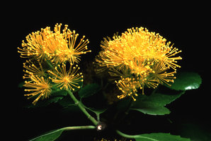 Azara serrata , Huerquehue, Chili