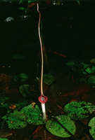 Cryptocoryne longicauda, Gunung Mulu NP, Sarawak - Borneeo
