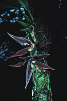 Paphinia cristata, Nouragues CNRS field station, French Guyana