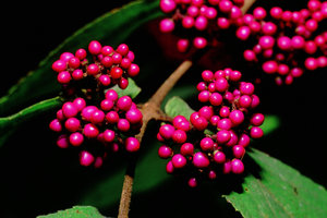 Callicarpa candicans, Malaysia