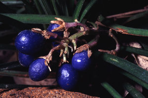 Ophiopogon ohwii  -  Japon