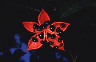 Fruits, Graines et Spores