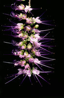 Hirtella racemosa, Piste de Saint Elie, French Guyana