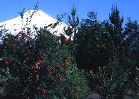 Embothrium coccineum,  Chili