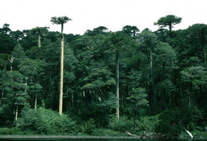 Araucaria araucana and Nothofagus forest, lake Huerquehue - Chili