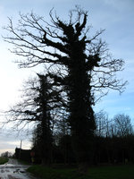 Hedera on a tree, Normandy - France