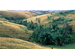 Ravenala madagascariensis \&#039;Horonahorona\&#039; - East Coast Madagascar