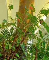 360 Mall, Kuwait, Vertical Gardens by Patrick Blanc, 8 years old Anthurium andreanum perfectly growing and flowering