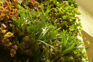 360 Mall, Kuwait, Vertical Gardens by Patrick Blanc, Begonia, Platycerium, Anthurium