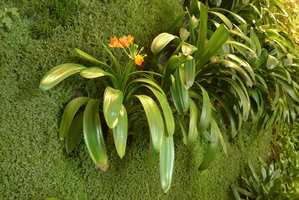 360 Mall, Kuwait, Vertical Gardens by Patrick Blanc, Clivia miniata flowering among carpeting Soleirolia