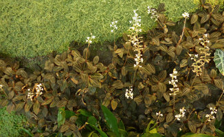 360 Mall, Kuwait, Vertical Gardens by Patrick Blanc, Ludisia discolor in full bloom, 8 years after their installation