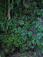 Begonia kingiana, population mixed with ferns on a vertical limestone cliff, Banjaran, Perak, Malaysia