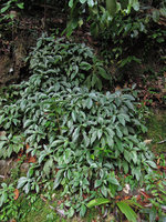 Codonoboea cf. pyroliflora, population, Lata Tembakah, Trengganu, Malaysia
