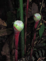 Etlingera cf. maingayi, red peduncle and white sterile bracts, Jeli, Kelantan, Malaysia