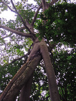 Ficus callosa pillar roots close up, Cape Machado, Malacca, Malaysia