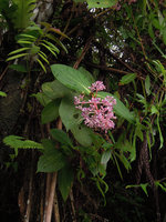 Medinilla speciosa, inflorescence, Bukit Larut, Perak, Malaysia