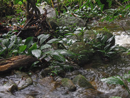 Piptospatha perakensis, juvenile and adult stages firmly fixed to the granitic rocks, Perak, Malaysia