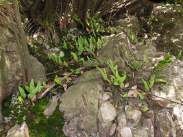 Pyrrosia assimilis, rhizome and fronds, Suzhou, China