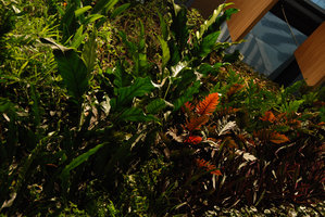 CapitaLand, 6th Battery Rd, Singapore, detail with Anthurium &#039;Long Spade&#039; and Philodendron cf lacerum,  March 2011