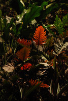 CapitaLand, 6th Battery Rd, Singapore, Philodendron cf lacerum, March 2011