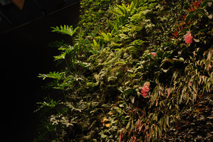 CapitaLand, Philodendron bipinnatifidum, Asplenium, Davallia, Medinilla, Pseudorhipsalis ramulosa, March 2011