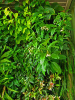 Bangkok Apartment, Hoya multiflora