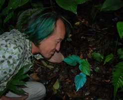 Patrick Blanc looking at Begonia pavonina, Cameron Highlands, Malaysia August 2011