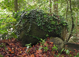 Aeschynanthus sp. covering a rock, Sungai Salu FR, Perak, Malaysia