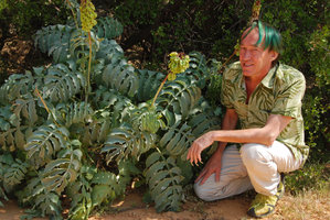 Patrick Blanc and Melianthus major, Cederberg, Sept. 2010