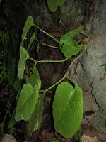 Monophyllaea elongata, branched individual with several stems arising from a single collar base, Gua Tempurung, Perak, Malaysia
