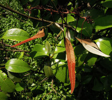Pyrrosia assimilis, fertile fronds, Suzhou, China