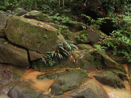 Rhaphidophora beccarii, rheophytic population on granitic boulders, Sungei Salu FR, Perak, Malaysia