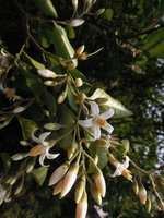 Sinojackia xylocarpa, flower close up, Dayang Shan, Suzhou, China