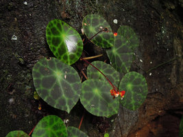 Begonia kingiana, flowering individual on shaded limestone cliff, Banjaran, Perak, Malaysia