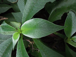Codonoboea cf. pyroliflora, silvery appressed hairs close-up, Lata Tembakah, Trengganu, Malaysia