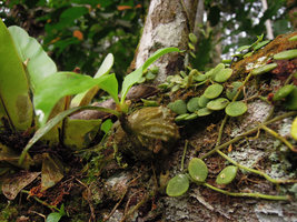 Myrmecodia tuberosa, young individual, Perak, Malaysia