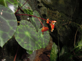 Begonia kingiana, male flower, female flower and young fruit, Banjaran, Perak, Malaysia