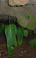 Monophyllaea elongata, macrocotyledon exhibiting fluctuations of seasonal growth, Gua Tempurung, Perak, Malaysia