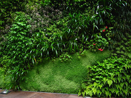 Ken Club, Paris, Vertical Garden by Patrick Blanc, Helxine and Iris japonica