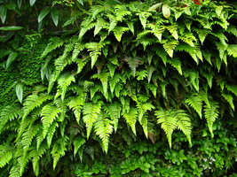 Ken Club, Paris, Polystichum polyblepharum