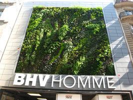 BHV Homme , Paris, the Vertical Garden by Patrick Blanc, two months after its creation in 2007