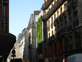 BHV Homme , Paris, the Vertical Garden by Patrick Blanc, just after its creation in 2007